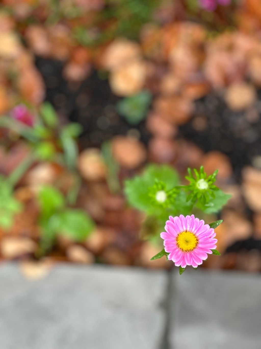 Seek Beauty but See the&nbsp;Truth